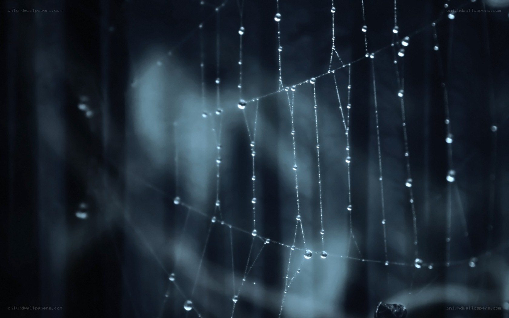 dew drops on a spider web