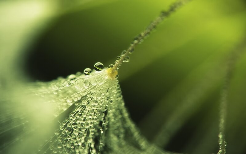 Dew drops on a spider web