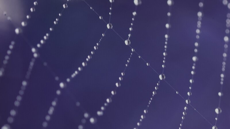 Dew drops on a spider web