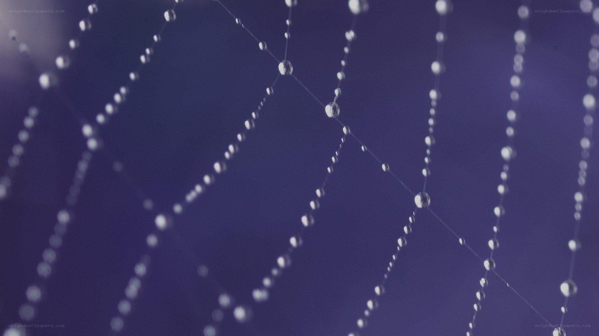 Dew drops on a spider web