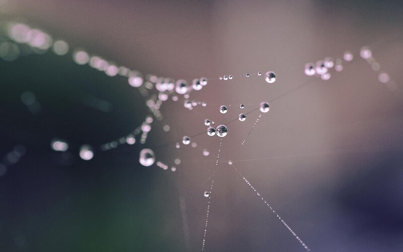 Dew drops on a spider web
