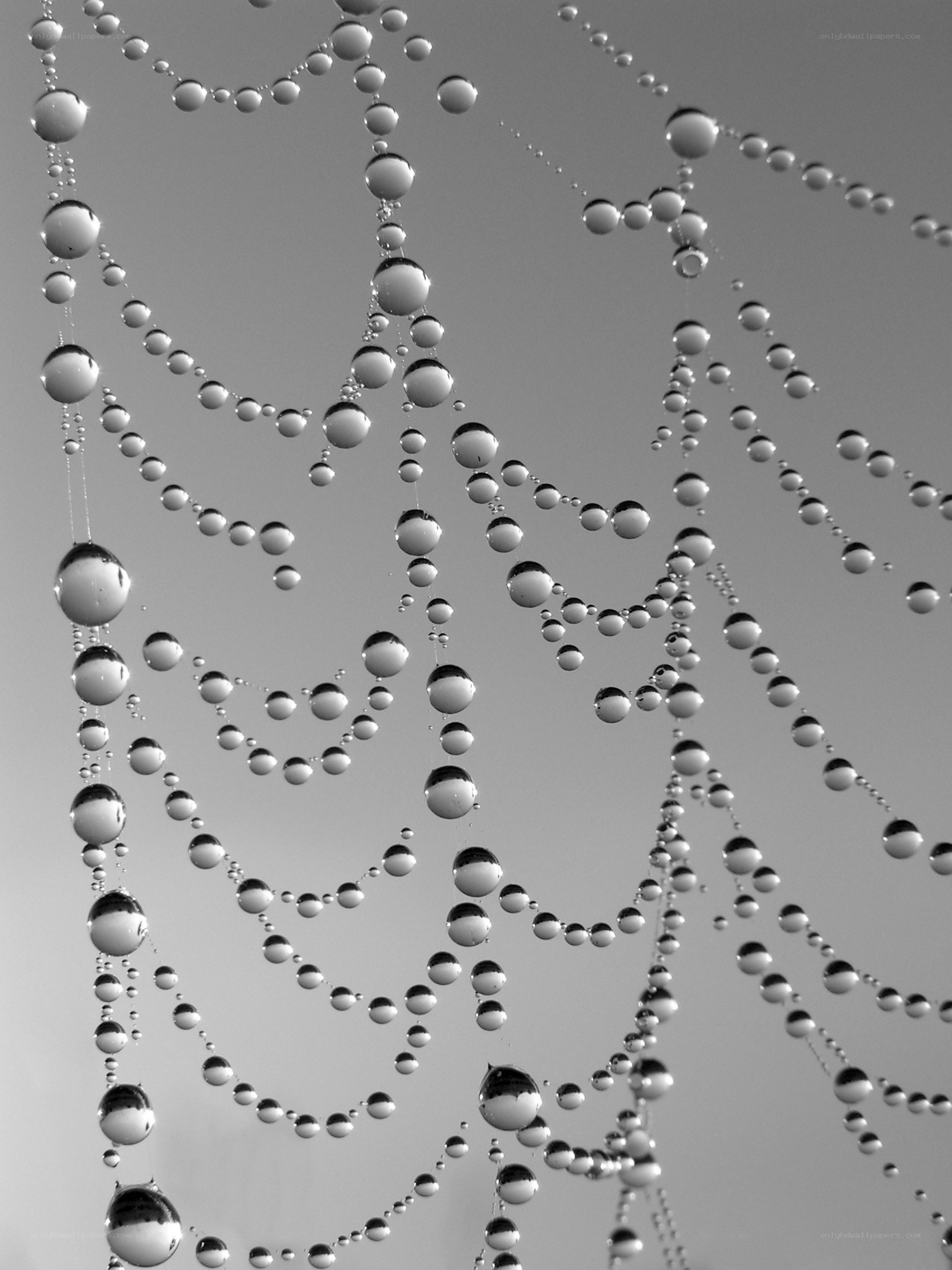 Dew drops on a spider web