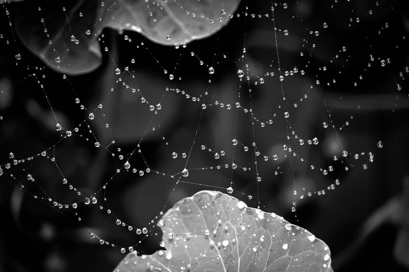 Dew drops on a spider web