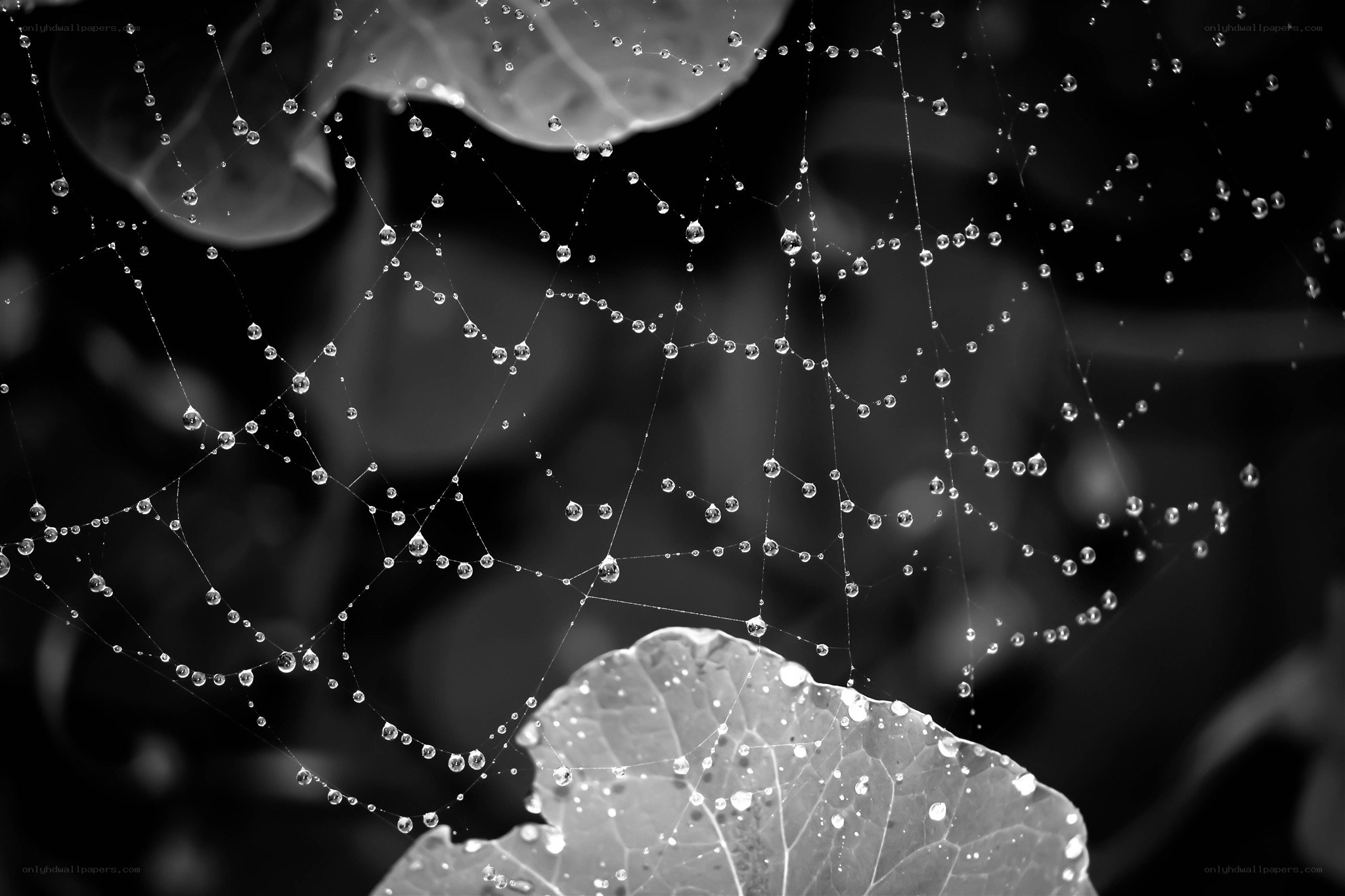 Dew drops on a spider web