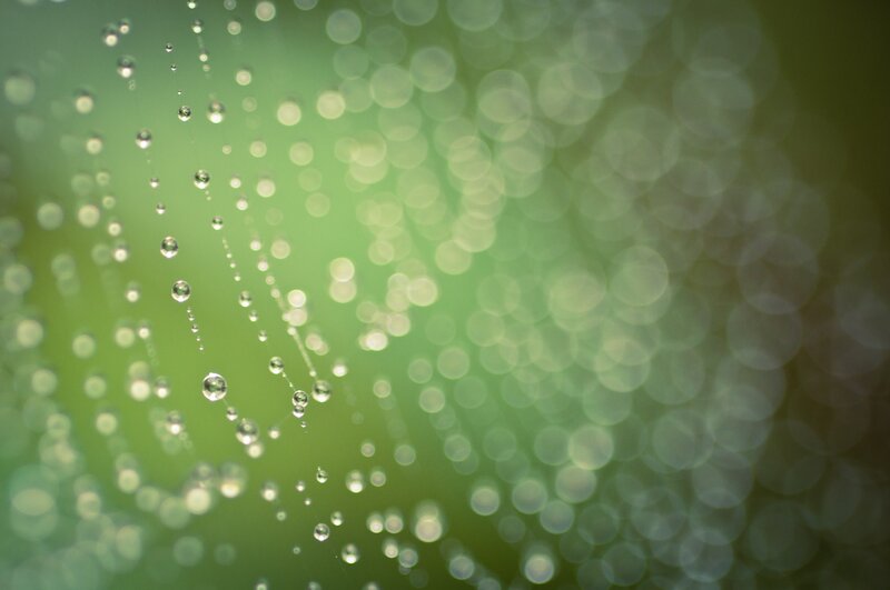 Dew drops on a spider web