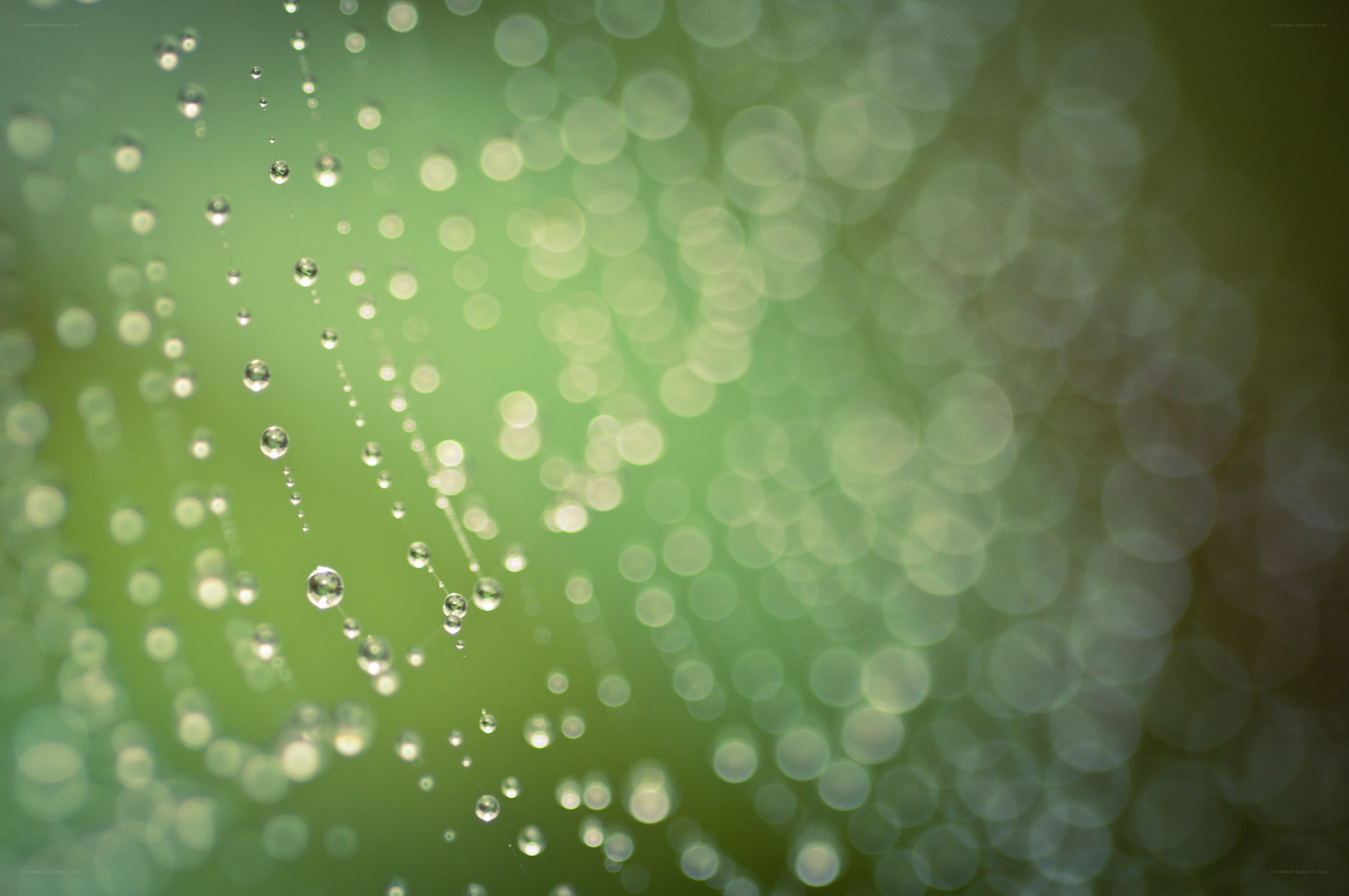Dew drops on a spider web