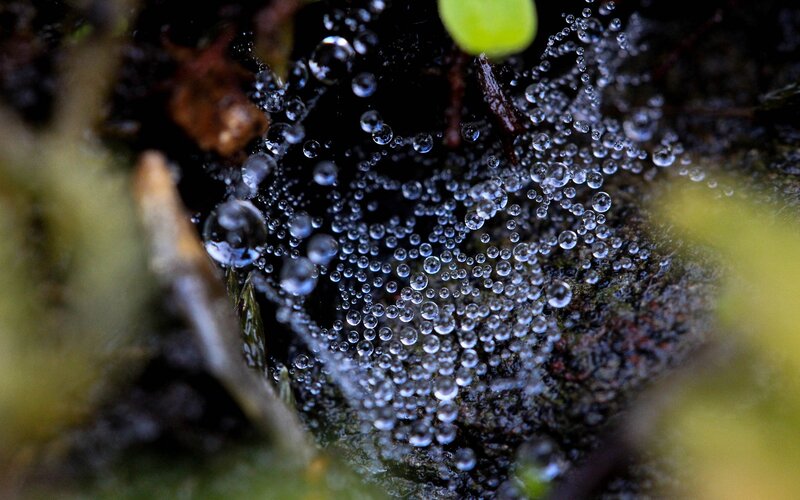 Dew drops on a spider web