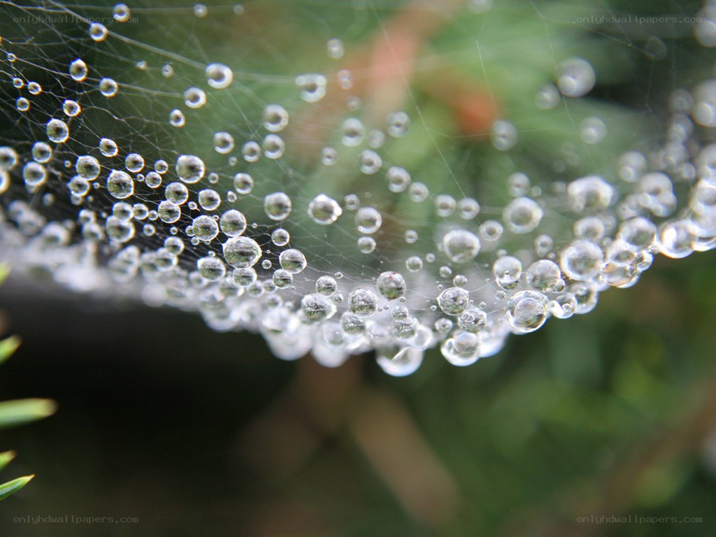 Dew drops on a spider web