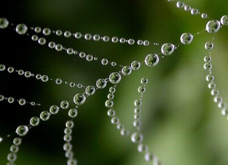 Dew drops on a spider web