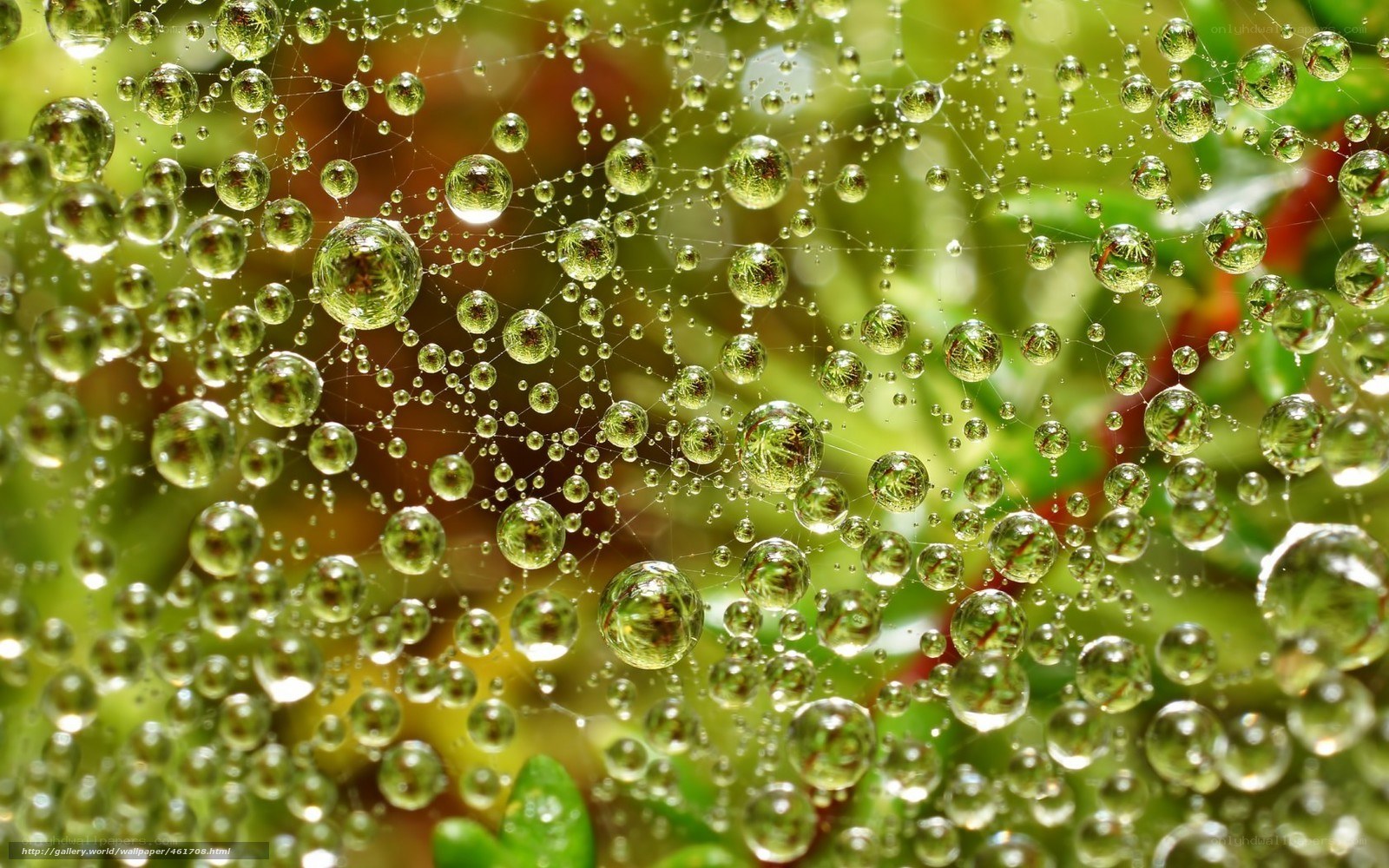 Dew drops on a spider web