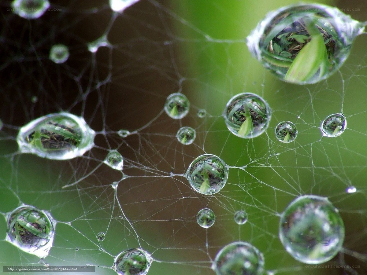 Dew drops on a spider web