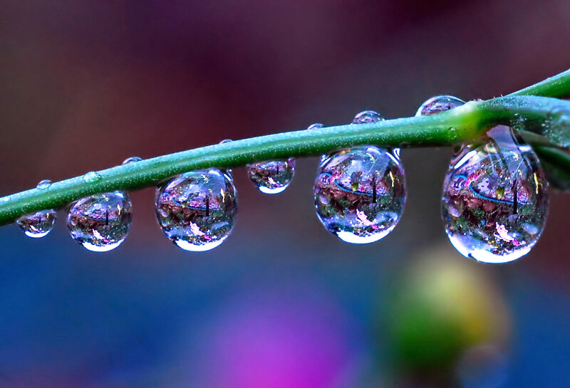 Dew Drops on a Stem