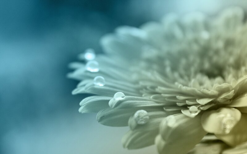 dew drops on a white flower