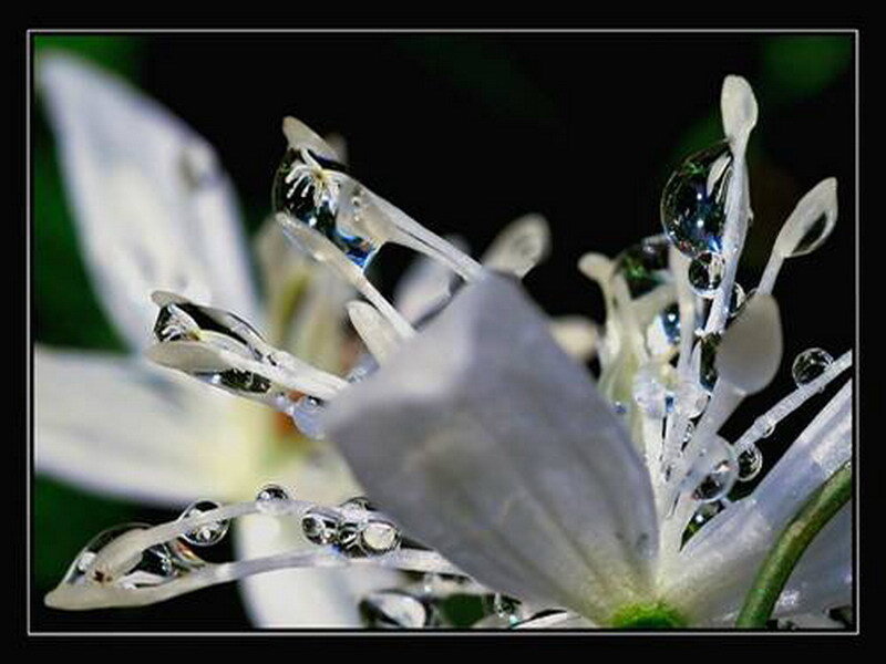 dew drops on a white flower