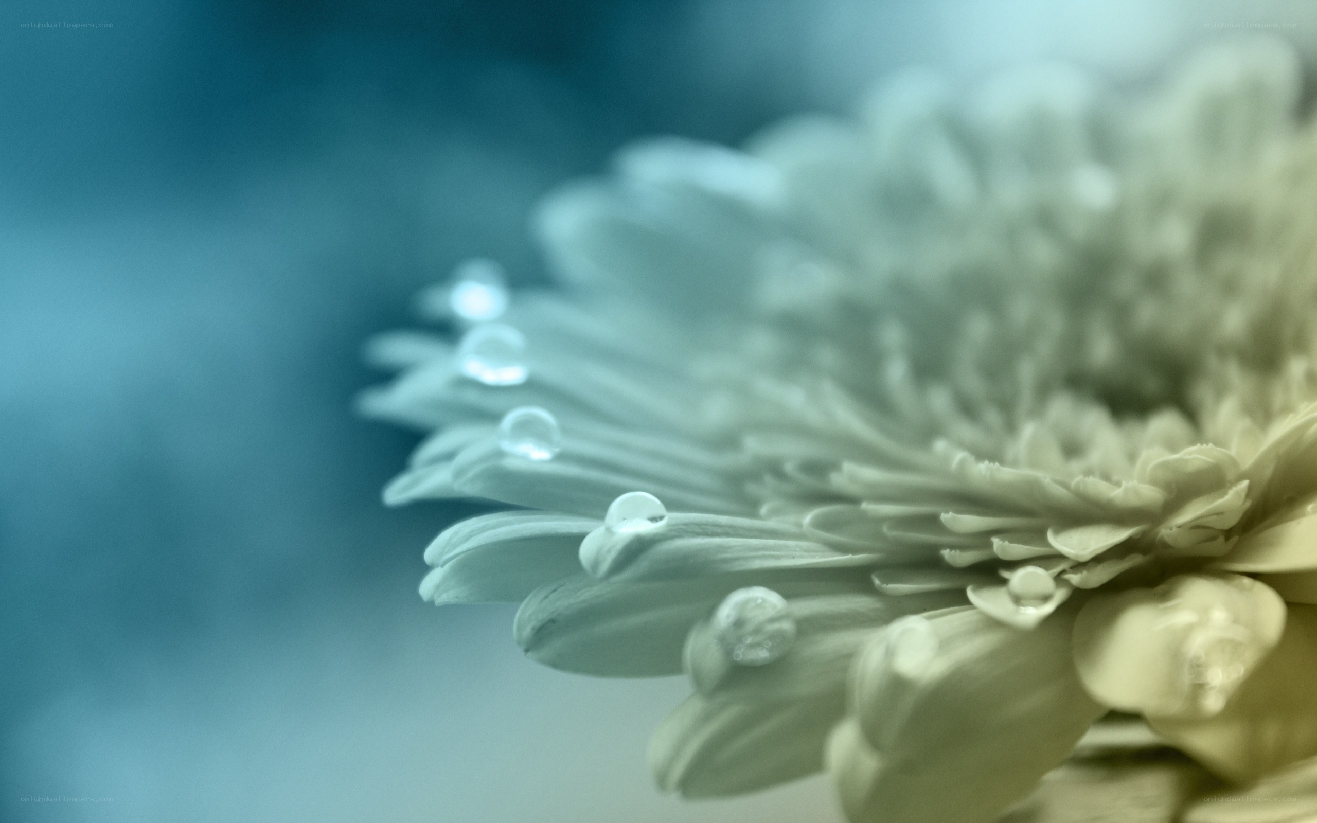 dew drops on a white flower