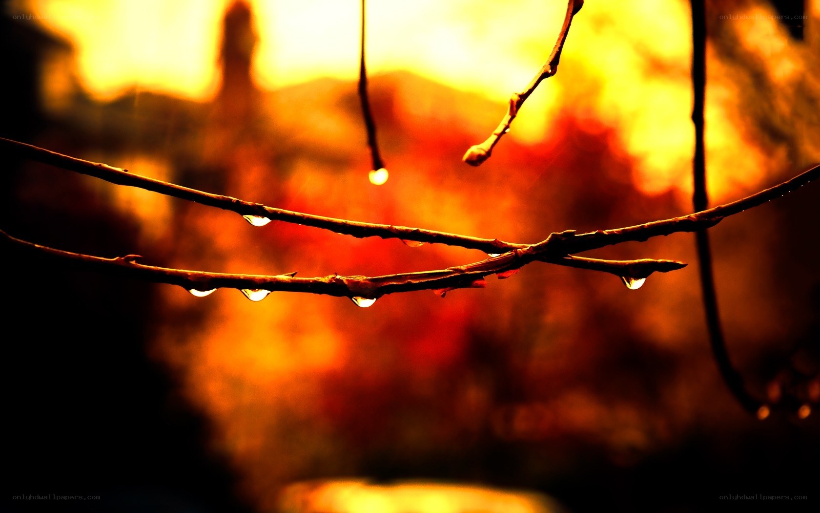 Dew drops on branches at sunset