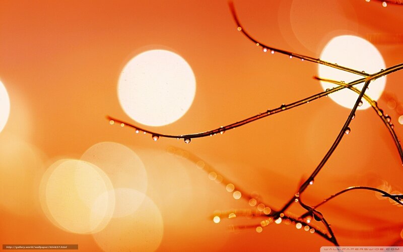 Dew drops on branches at sunset