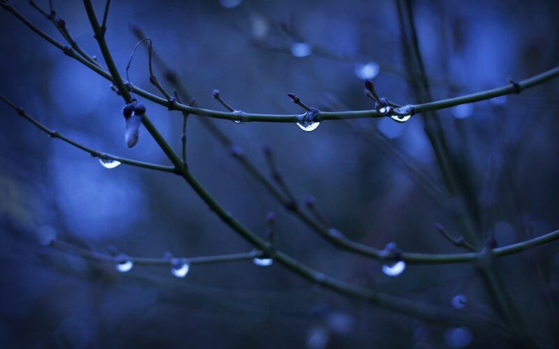 Dew Drops on Branches — Blue