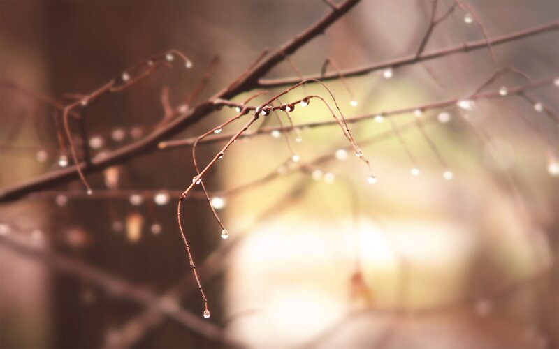 Dew Drops on Branches — Brown, Serene, Morning