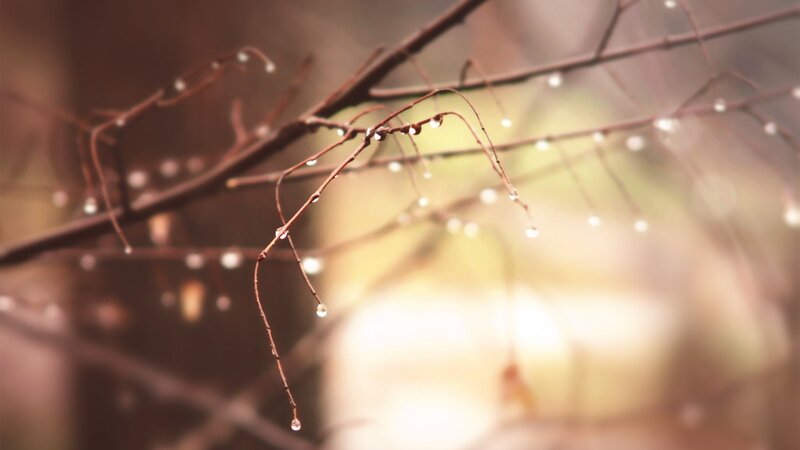 Dew Drops on Branches — Brown, Serene