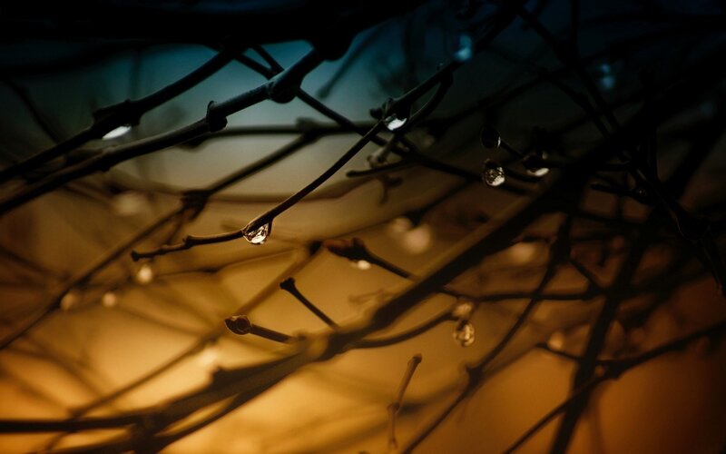 Dew Drops on Branches — Brown