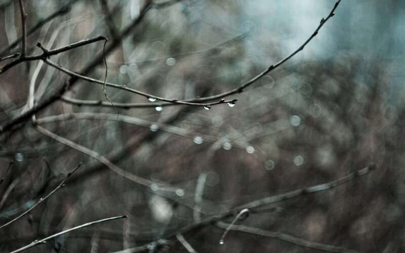 Dew Drops on Branches — Gray