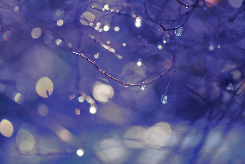 Dew Drops on Branches — Purple