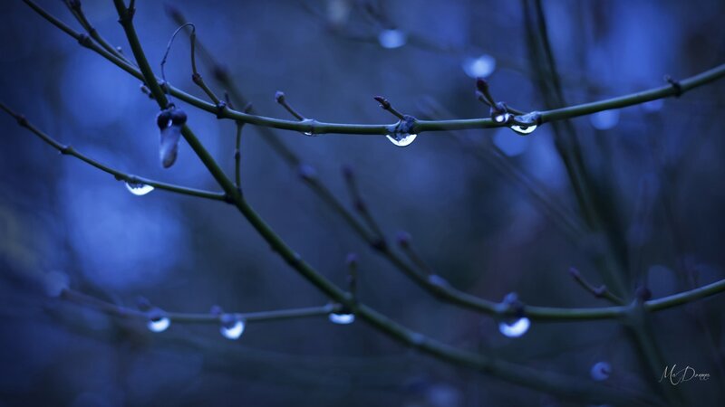 Dew Drops on Branches