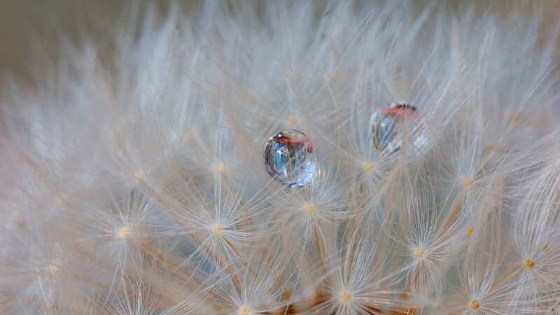 Dew drops on dandelion fluff