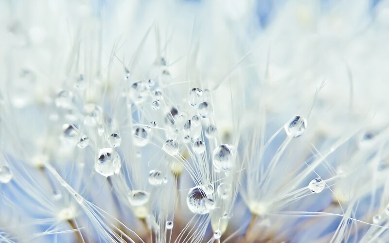 Dew drops on dandelion fluff