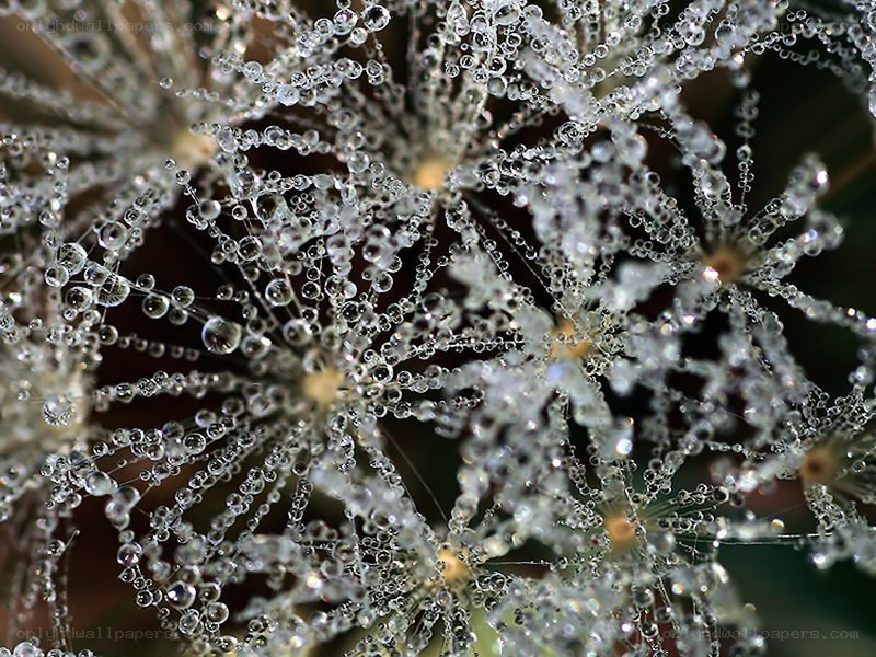 Dew drops on dandelion seeds