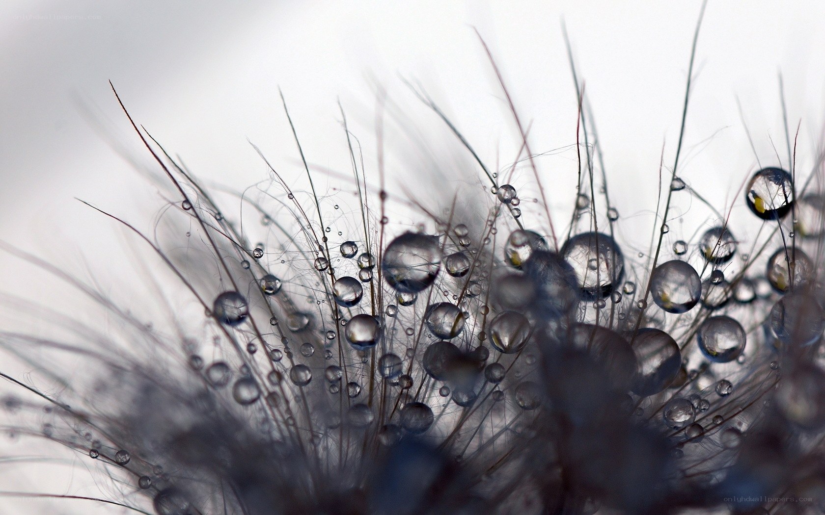 Dew drops on dandelion seeds