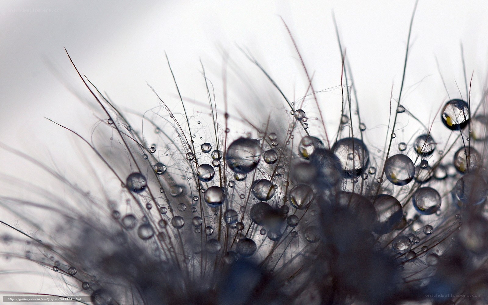 Dew drops on dandelion seeds