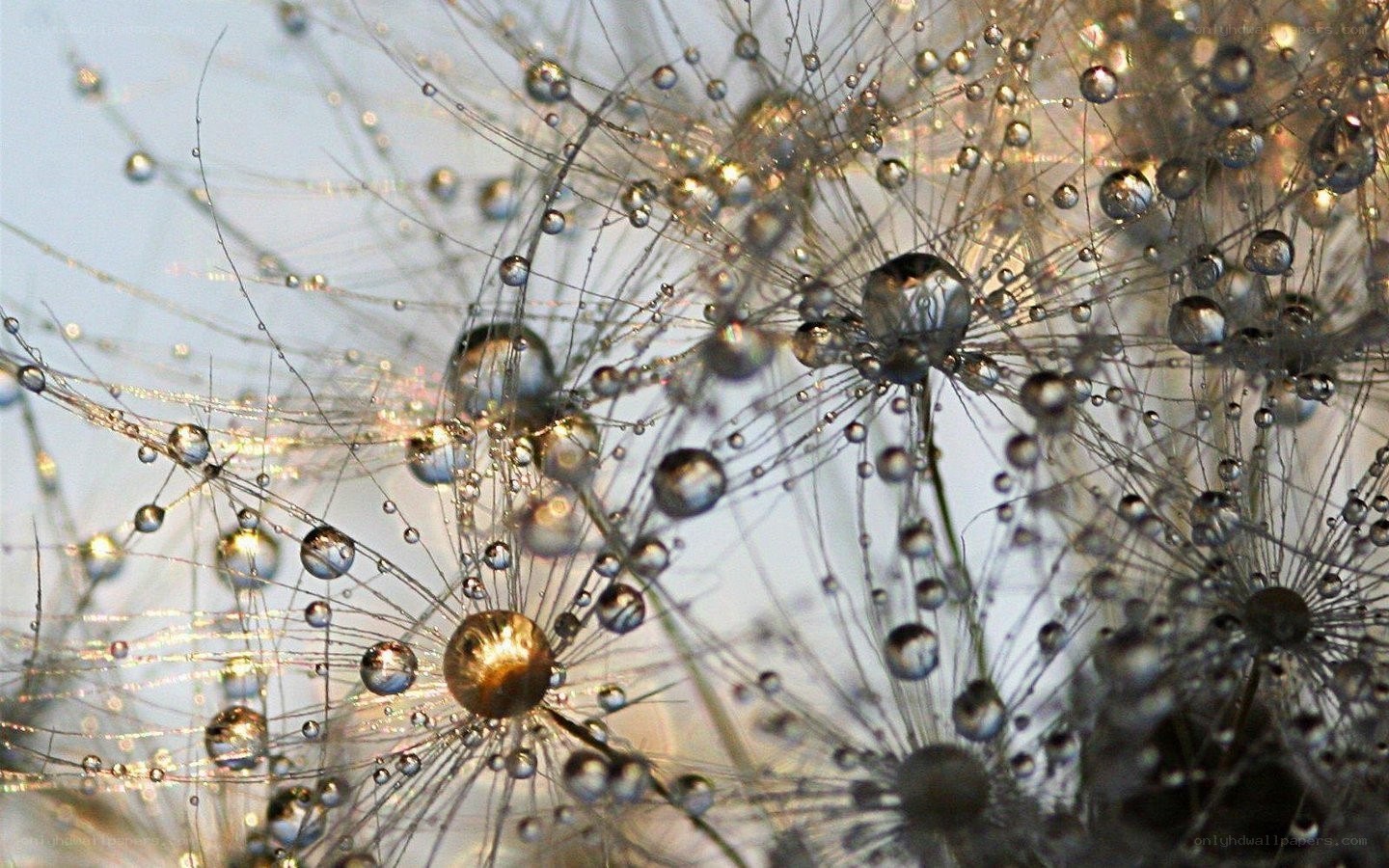 Dew drops on dandelion seeds