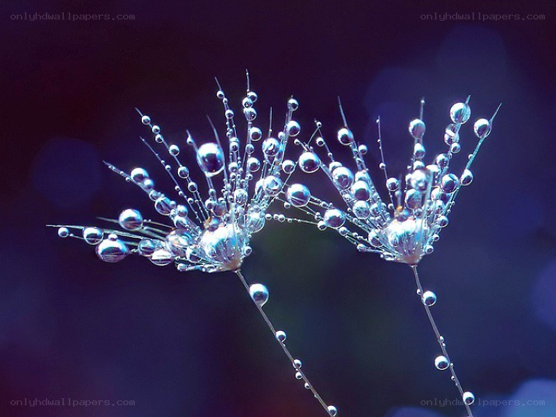 Dew drops on dandelion seeds