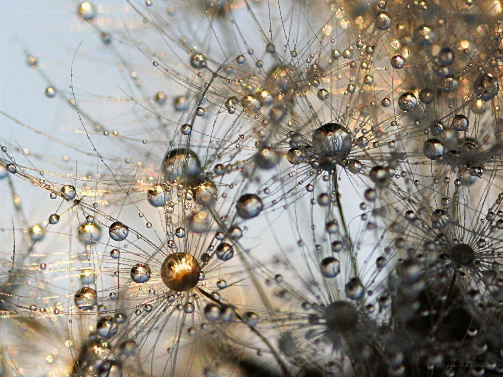 Dew drops on dandelion seeds