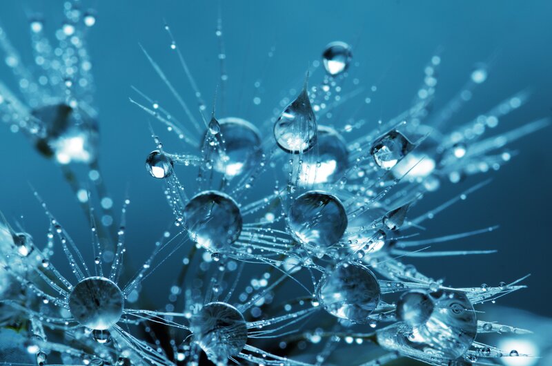 Dew drops on dandelion