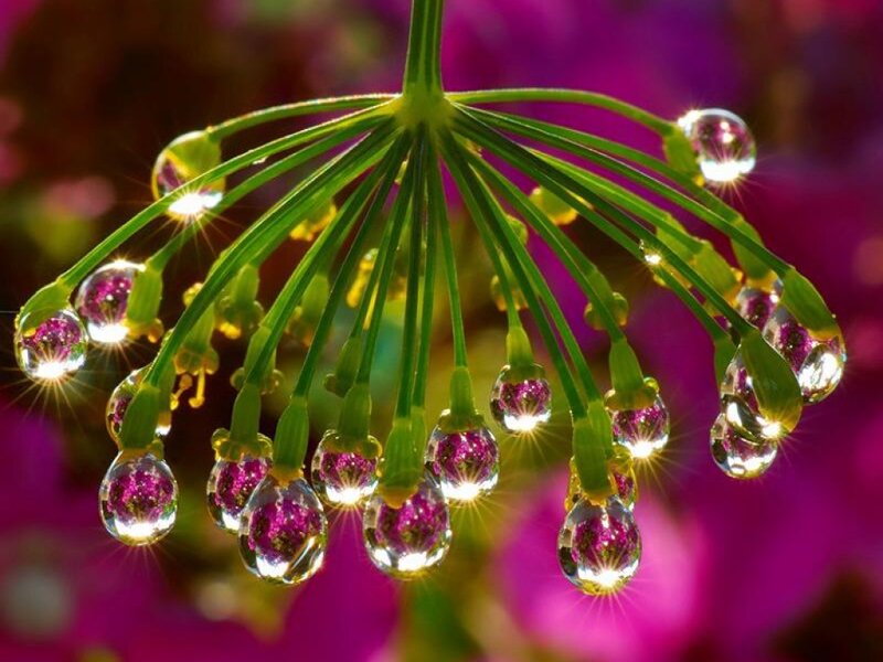Dew Drops on Flower