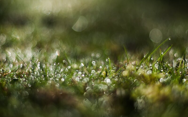 Dew drops on grass