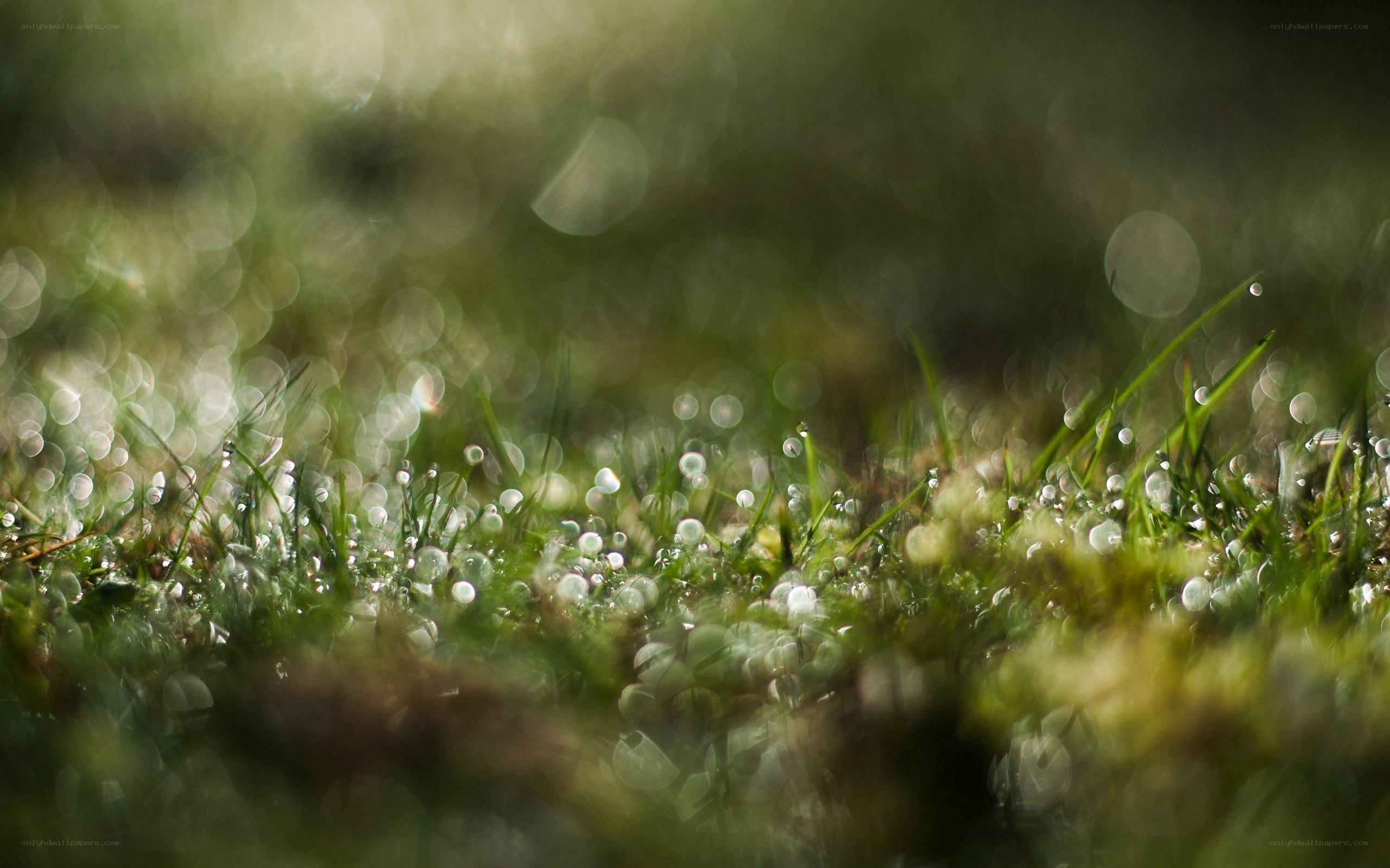 Dew drops on grass