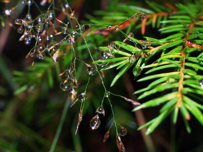 Dew drops on grass and pine needles
