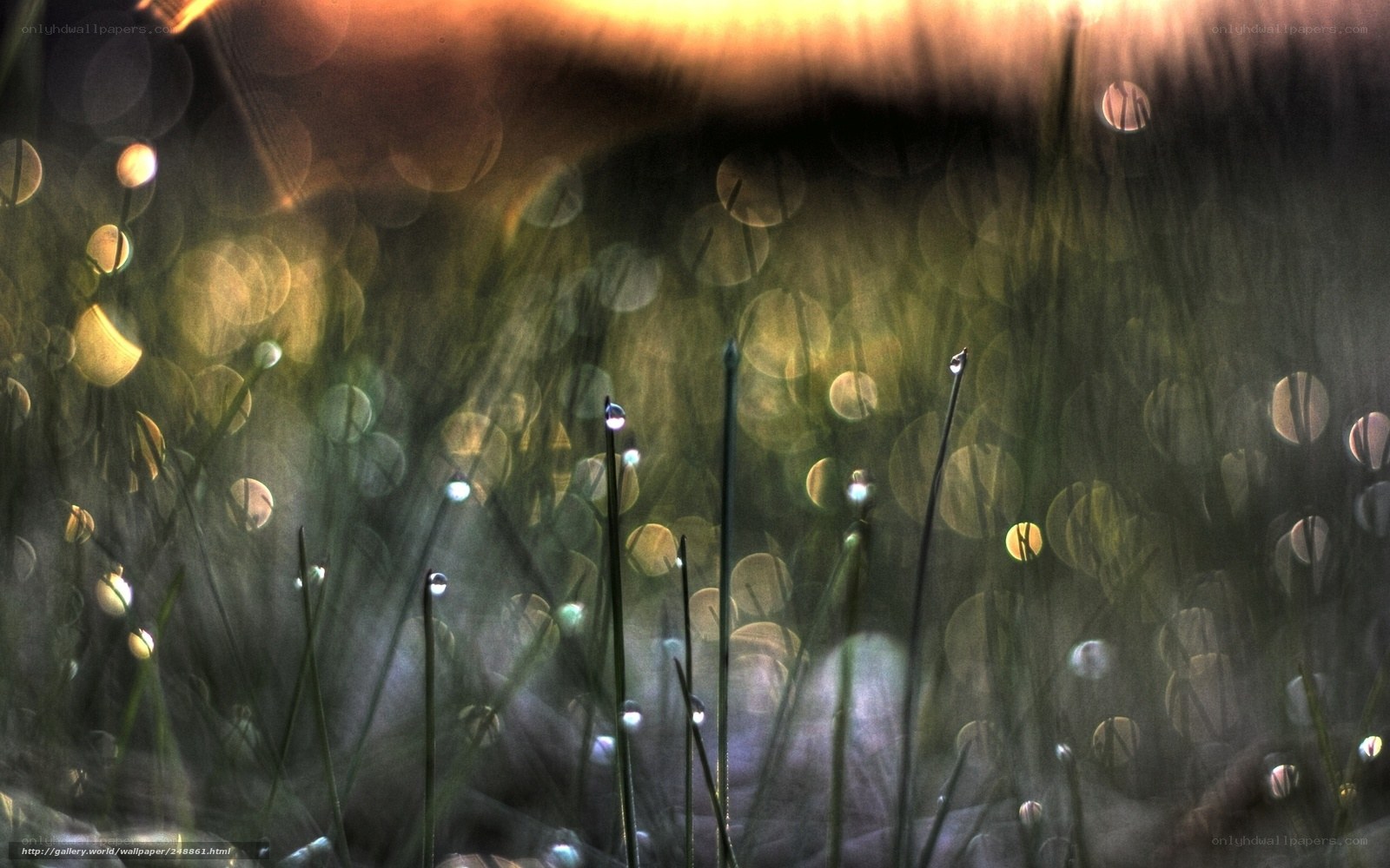 Dew drops on grass at dawn