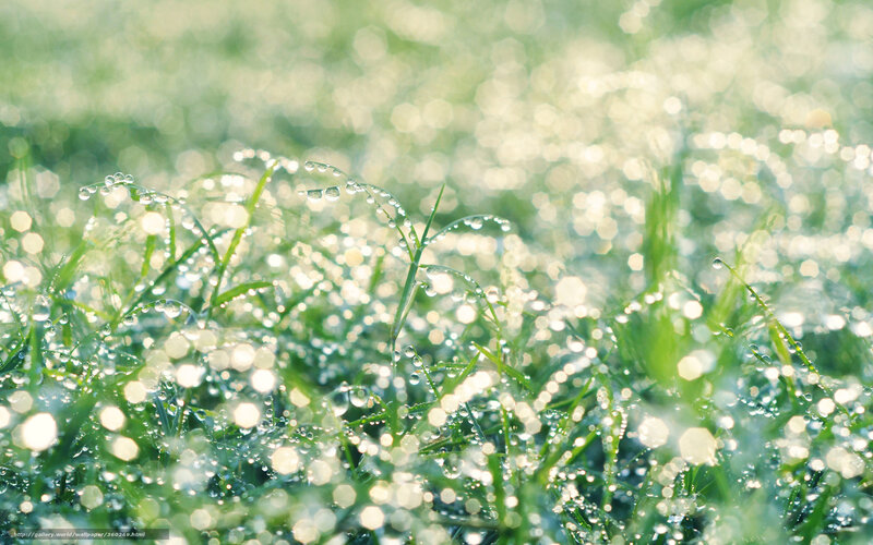 Dew drops on grass at dawn