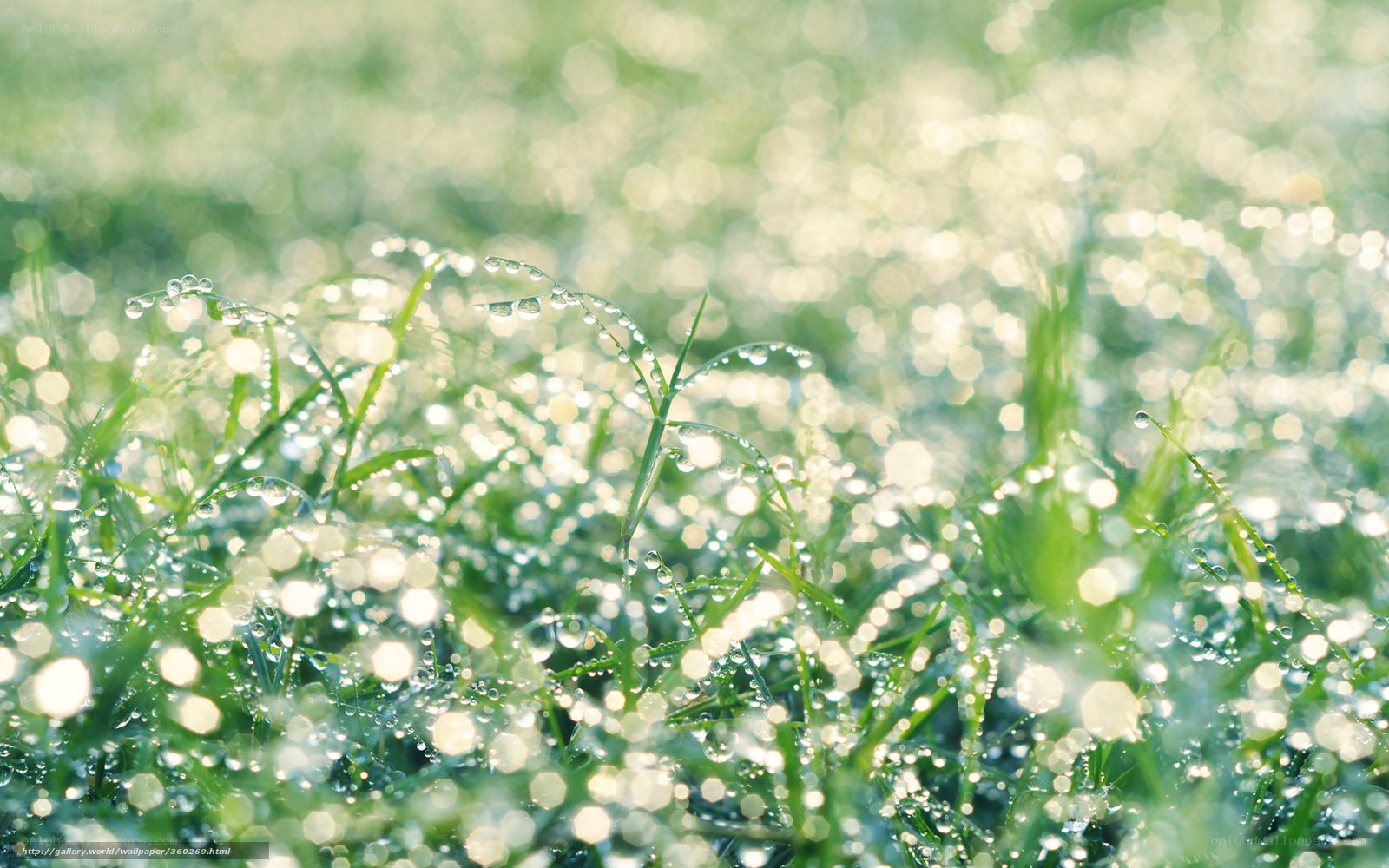 Dew drops on grass at dawn