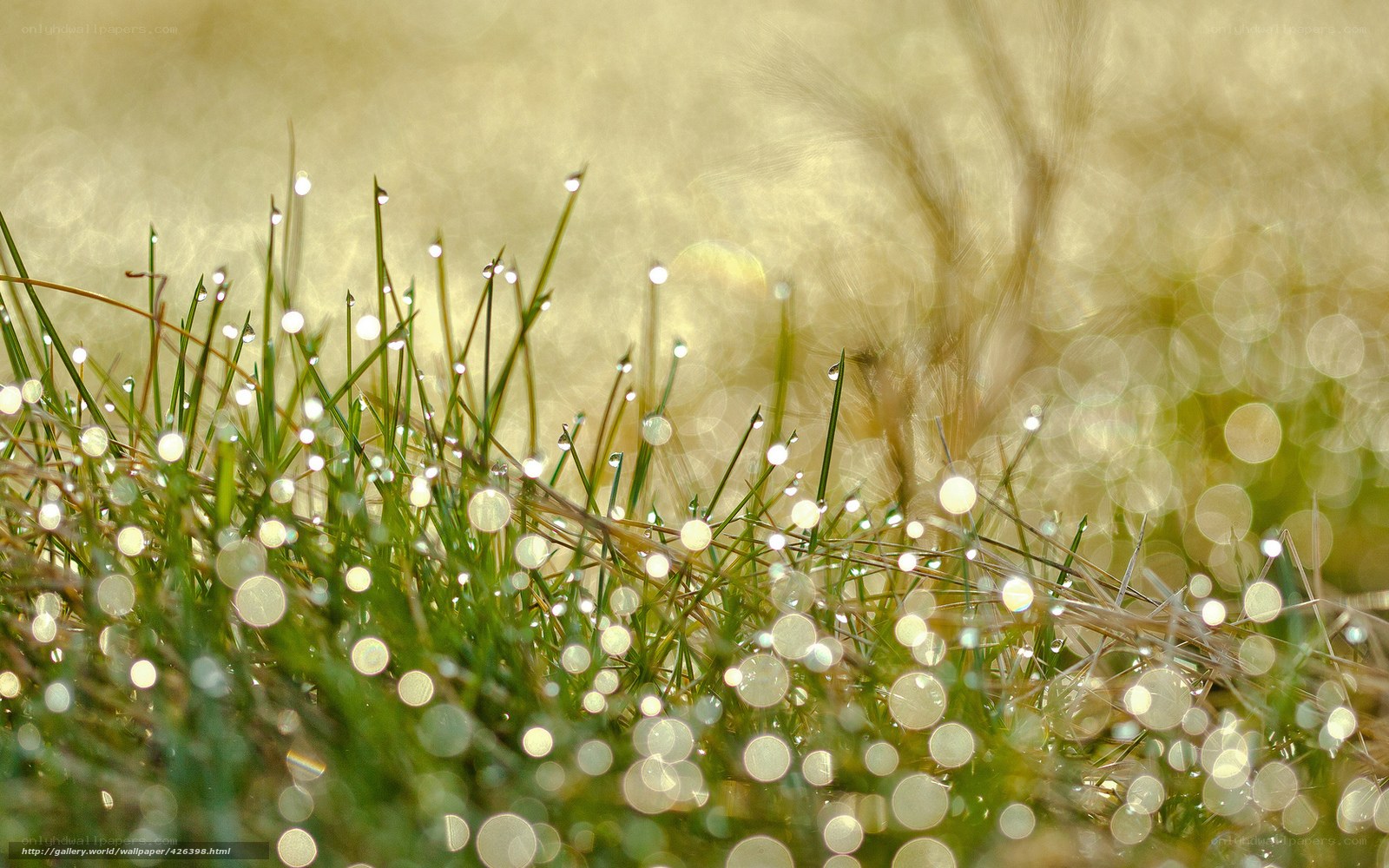Dew drops on grass at dawn