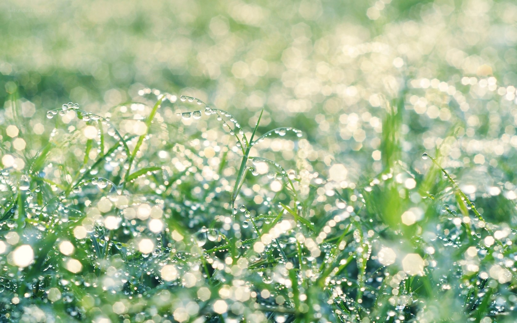 Dew drops on grass at dawn
