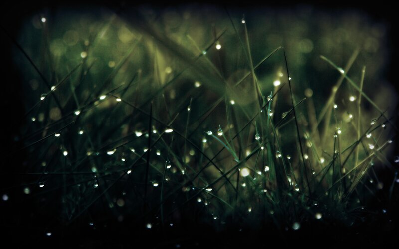 Dew drops on grass at night