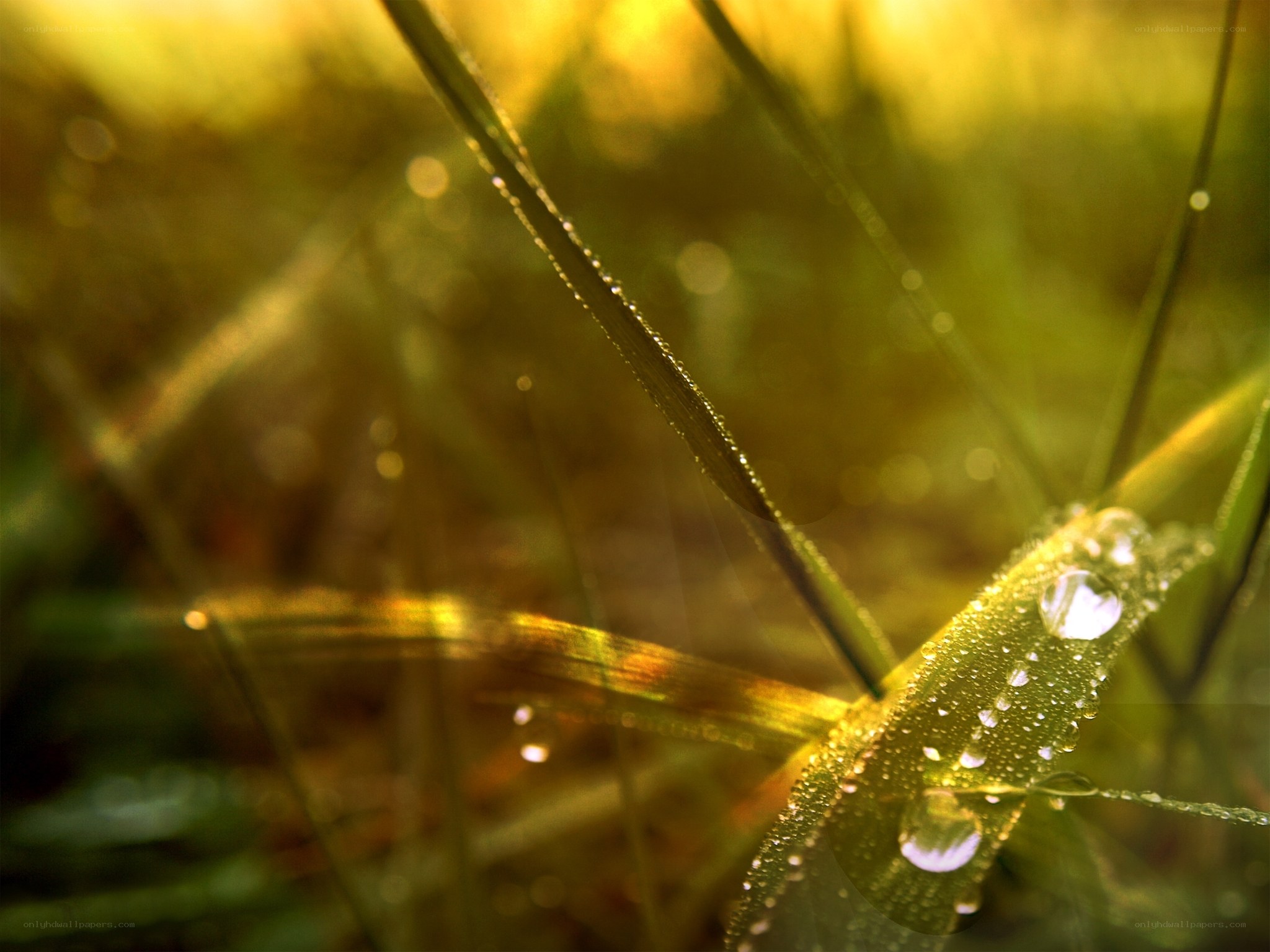 Dew drops on grass at sunrise