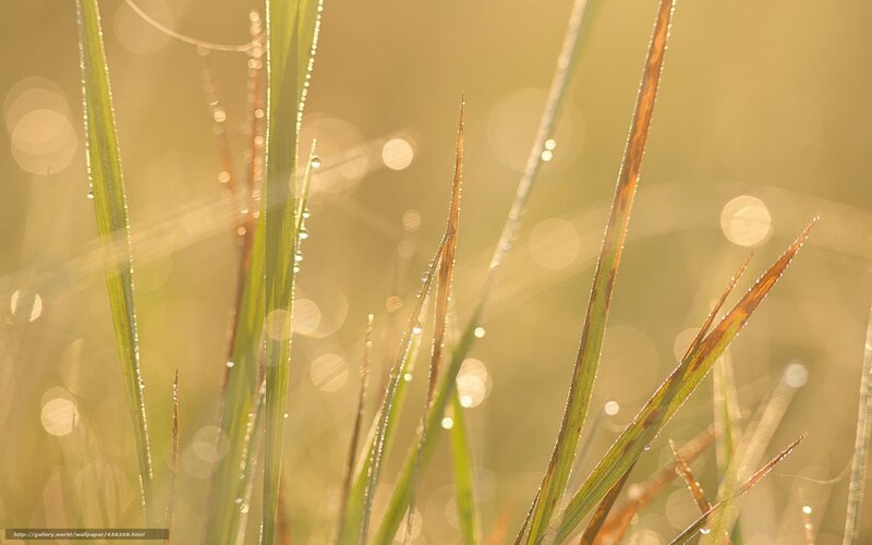 Dew drops on grass at sunrise
