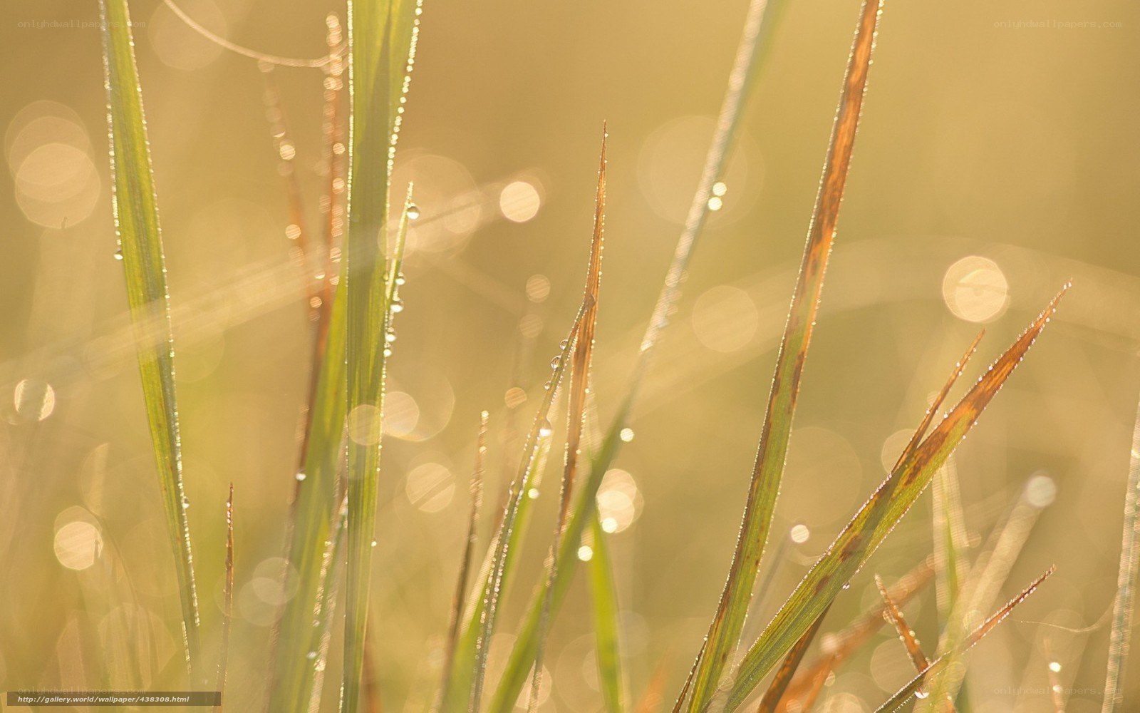 Dew drops on grass at sunrise